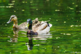 Mallards go in pairs I