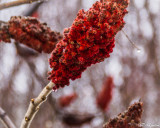 Sumac with Droplet
