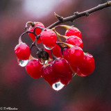 Rain Coated Berries on Fence I