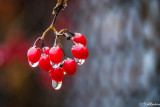 Rain Coated Berries On Fence III