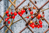 Nightshade Berries On Fence