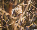 Mourning Dove in Winter V