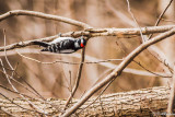 Downy Woodpecker