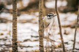 Downy Woodpecker