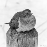 Mourning Dove VI