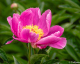 Peony