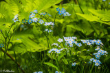 Forget-Me-Nots and Ferns