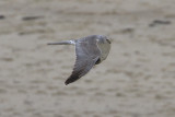 Steppekiekendief - Pallid Harrier - Circus macrourus