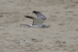 Steppekiekendief - Pallid Harrier - Circus macrourus