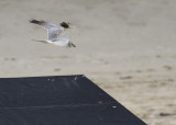 Steppekiekendief - Pallid Harrier - Circus macrourus