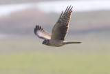 Steppekiekendief - Pallid Harrier - Circus macrourus