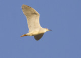 Kwak - Black-crowned Night Heron - Nycticorax nycticorax