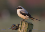 Kleine Klapekster - Lesser Grey Shrike - Lanius minor