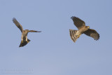 Sperwer - Eurasian Sparrowhawk - Accipiter nisus