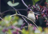 Bladkoning - Yellow-browed Warbler - Phylloscopus inornatus