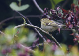 Bladkoning - Yellow-browed Warbler - Phylloscopus inornatus