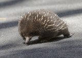 Short-beaked Echidna - Tachyglossus aculeatus