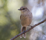 Dusky Flycatcher - Empidonax oberholseri