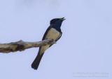 Satin Flycatcher - Myiagra cyanoleuca