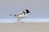Hooded Plover - Thinornis cucullatus