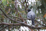 Black-faced Cuckooshrike - Coracina novaehollandiae