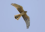 Grauwe Kiekendief - Montagus Harrier - Circus pygargus