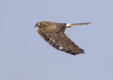 Grauwe Kiekendief - Montagu's Harrier - Circus pygargus