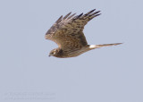 Grauwe Kiekendief - Montagu's Harrier - Circus pygargus