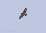 Havikarend - Bonellis Eagle - Aquila fasciata