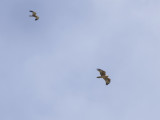 Havikarend - Bonelli's Eagle - Aquila fasciata