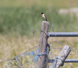 Aziatische Roodborsttapuit - Siberian Stonechat - Saxicola maurus