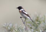 Aziatische Roodborsttapuit - Siberian Stonechat - Saxicola maurus