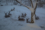 9911 Deer at dusk Dec 16 2021.jpg