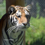 Miller_Zoo_Tigre_site_DSC_2744.jpg