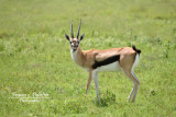 Gazelle_de_Thomson_DSC_0583_site.jpg