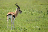 Gazelle_Thomson_DSC_0598_site.jpg