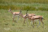 :: Gazelle de Grant ::