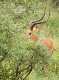 Gazelle_Grant_DSC_2278_site.jpg