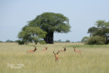 :: Impala ::