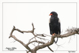 :: Oiseaux de Tanzanie ::