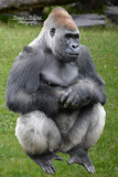 Gorille_des_plaines_au_zoo_de_Granby_site_DSC_2658.jpg