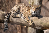 Jeune_Jaguar_DSC_3823_site.jpg