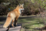 Renard_Pbase_DSC_6987_site.jpg