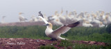 Gaspesie_2016_DSC_4447_site.jpg