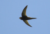 CommonSwift_Armenia_16-06-2018_003.JPG