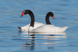 Black-Neked-Swan - Cigno collonero (Cygnus melancoryphus)
