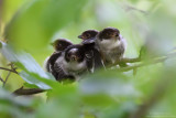 Long-tailed Tit - Codibugnolo (Aegithalos caudatus)