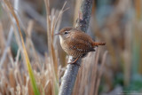 Scricciolo - Wren Troglodytes troglodytes)