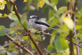 Long-tailed Tit - Codibugnolo (Aegithalos caudatus)