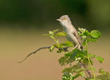 Sperwergrasmus 8